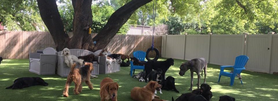 doggy daycare and boarding near me